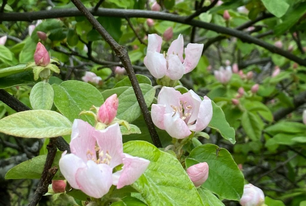 pink apple blossom in bloom against bright green leaves