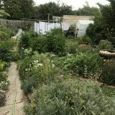 permaculture garden